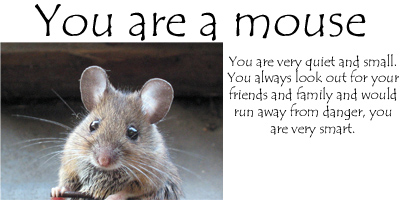 What Animal Are You?